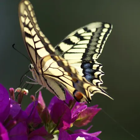 Dom wakacyjny O Ioannis *