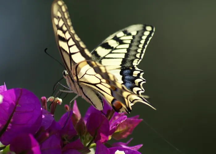 度假居 奥扬尼斯度假屋 *