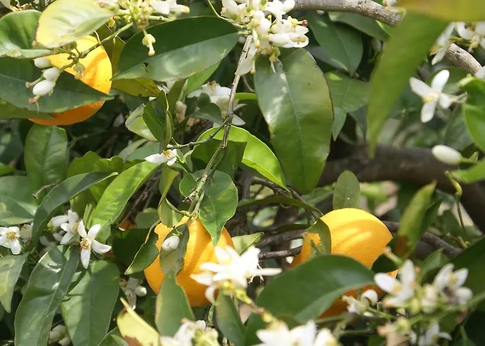 奥扬尼斯度假屋