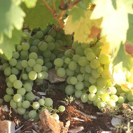 O Ioannis Ferienhaus Kritinía