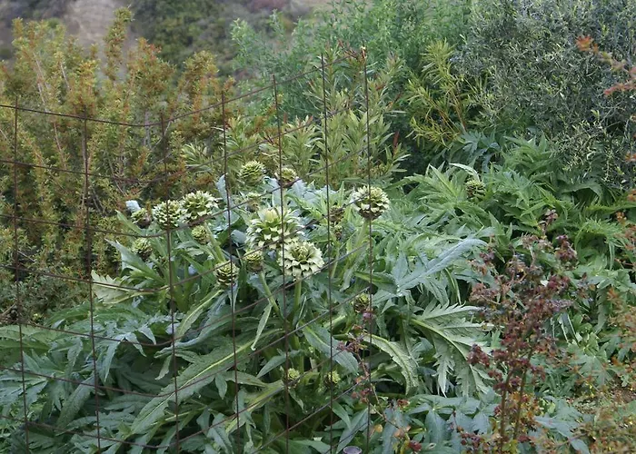 O Ioannis Nyaraló Kritinía